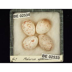 <em>Malurus splendens splendens</em>