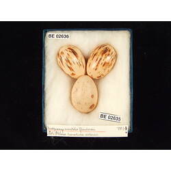 <em>Ptiloris victoriae</em>