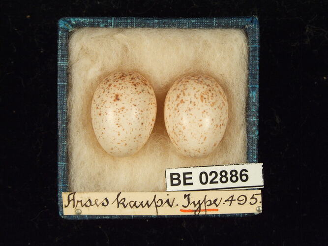 Two bird eggs with specimen labels in box.