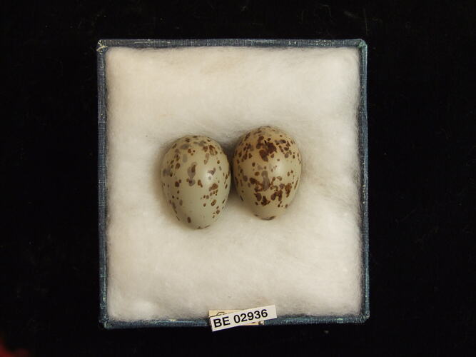 Two bird eggs with specimen label in box.