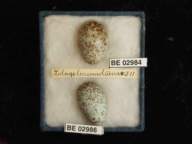 Two bird eggs with specimen labels in box.