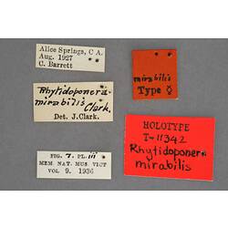 Entomology type specimen labels.
