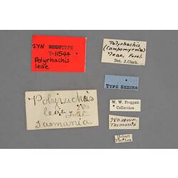 Entomology type specimen labels.