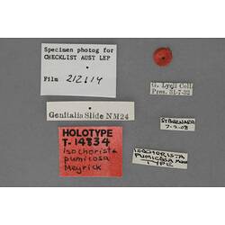 Entomology type specimen labels.