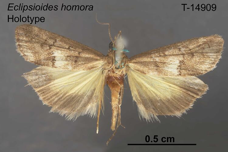Moth specimen, dorsal view.