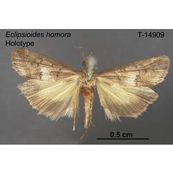 Moth specimen, dorsal view.