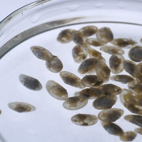 Numerous small bivalves in petri dish.