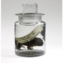 Frog specimen preserved in jar of alcohol.
