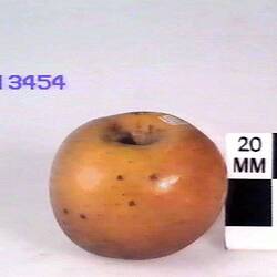 Apple Model, Dumas Seedling