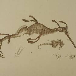Colour print of an illustration of a weedy seadragon and a comon seahorse.