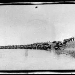 Horses drinking from a river.