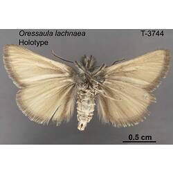 Moth specimen, ventral view.