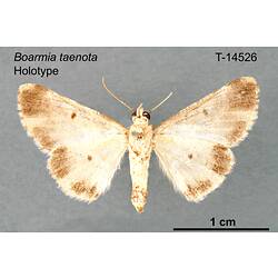 Moth specimen, ventral view.