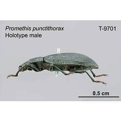 Beetle specimen, male, lateral view.