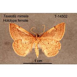 Moth specimen, female, ventral view.