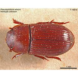Beetle specimen, dorsal view.
