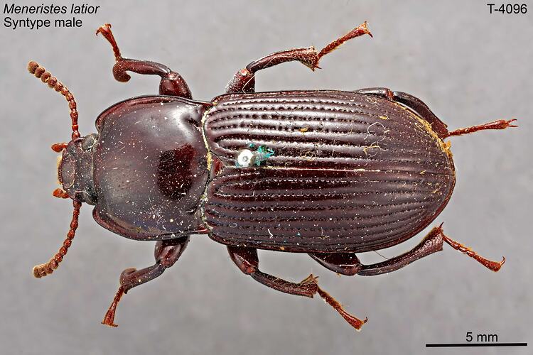 Beetle specimen, dorsal view.