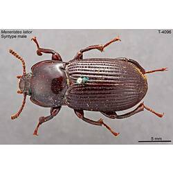 Beetle specimen, dorsal view.