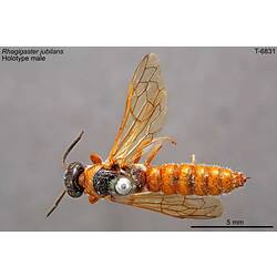 Flower Wasp specimen, dorsal view.