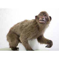 <em>Macaca sylvanus</em>, Barbary Macaque, mount.  Registration no. C 27443.