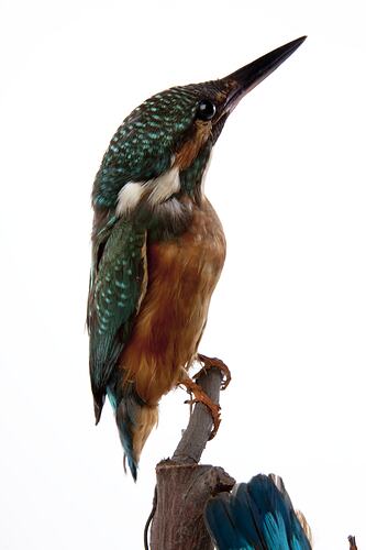 Taxidermied Kingfisher specimen.