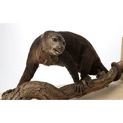 Taxidermied Bear Cuscus mounted on branch.