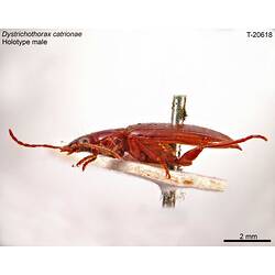 Beetle specimen, lateral view.