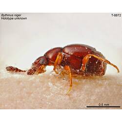 Beetle specimen, lateral view.