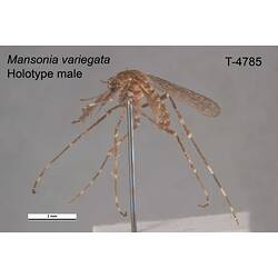 Mosquito specimen, male, lateral view.