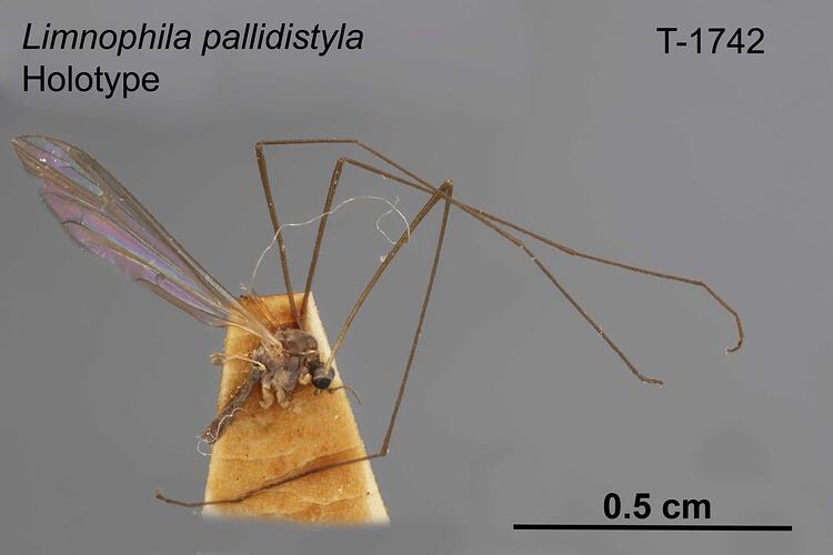 Crane fly specimen, lateral view.