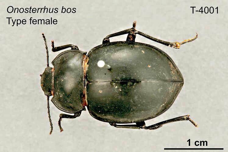 Beetle specimen, female, dorsal view.