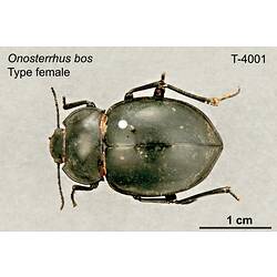 Beetle specimen, female, dorsal view.