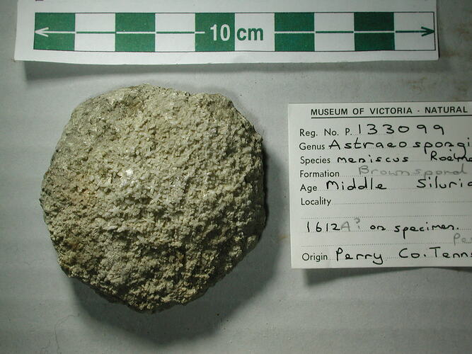 Fossil sponge specimen with star shaped spicules.