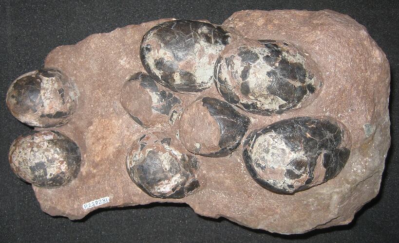 Eight cracked dinosaur eggs on a slab of rock.