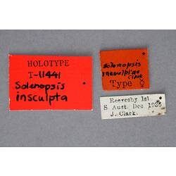 Entomology type specimen labels.