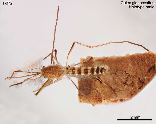 Mosquito specimen, male, dorsal view.