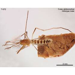 Mosquito specimen, male, dorsal view.