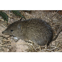 A Southern Brown Bandicoot on leaf litter.