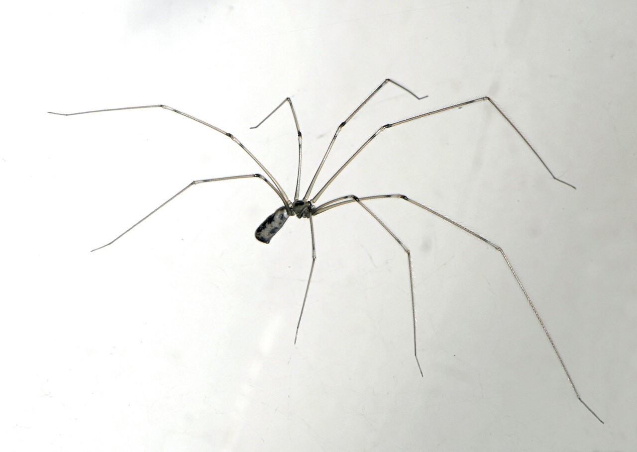 Daddy long-legs spider  Collections Online - Museum of New