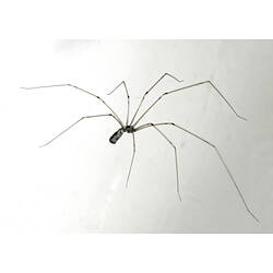 A Daddy Long-legs on a white background.
