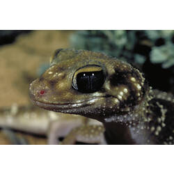 The head of a Thick-tailed Gecko.