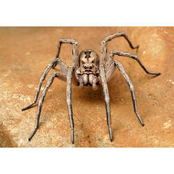 A Wolf Spider on a yellow stone.