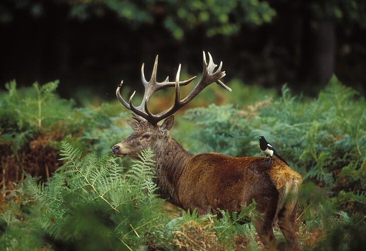 A male Red Deer, with large antlers, standing in forest vegetation.