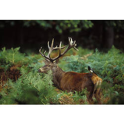 <em>Cervus elaphus</em>, Red Deer