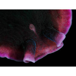 Family Pseudocerotidae, flatworm. Portsea Pier, Victoria. [F 172808]