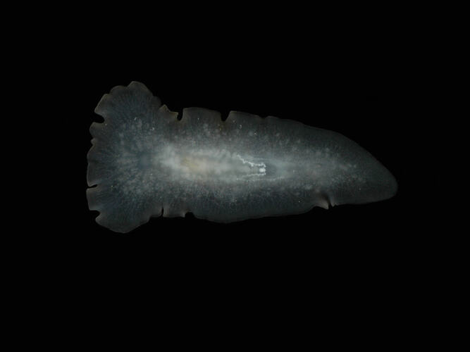 Ventral view of flatworm.