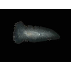 Ventral view of flatworm.