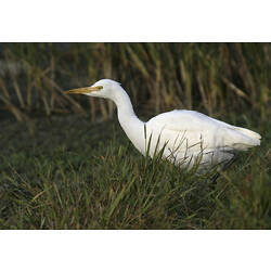 <em>Ardea ibis</em>, Cattle Egret