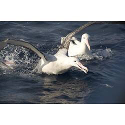 Two birds, Wandering Albatross, feeding on top of the water.