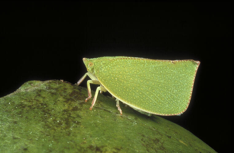 A Green Planthopper on a leaf.